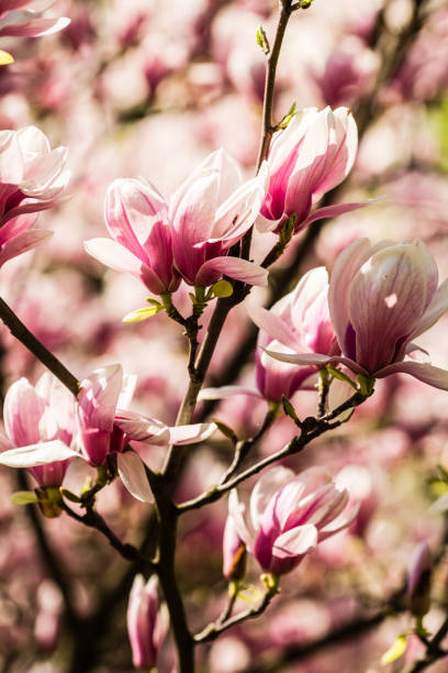 istock blooming magnolia flowers 904161322