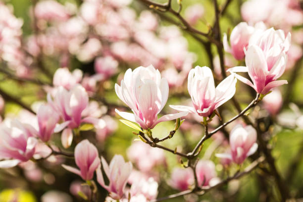 florecer magnolia flores - magnolia fotografías e imágenes de stock