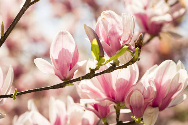 istock blooming magnolia flowers 904161362