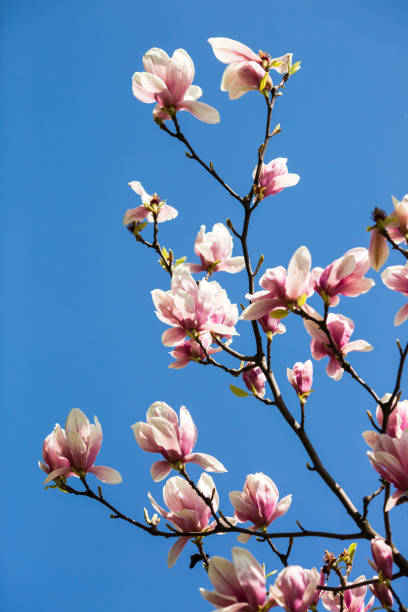 istock blooming magnolia flowers 904161372