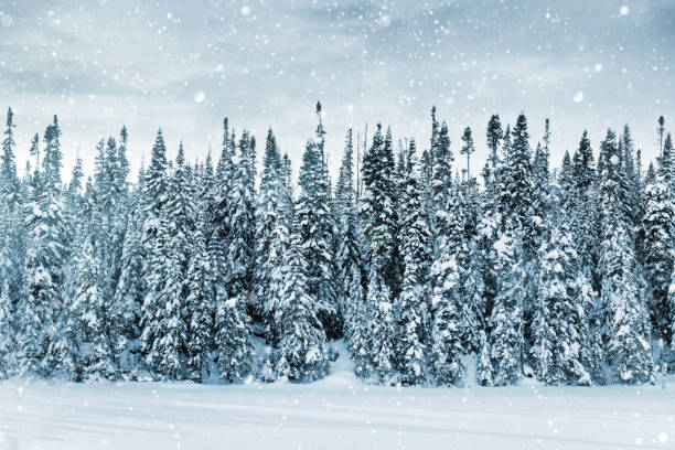 istock Winter Woodland 904161494