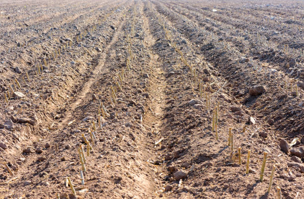 Young cassava Plant Growing in earth