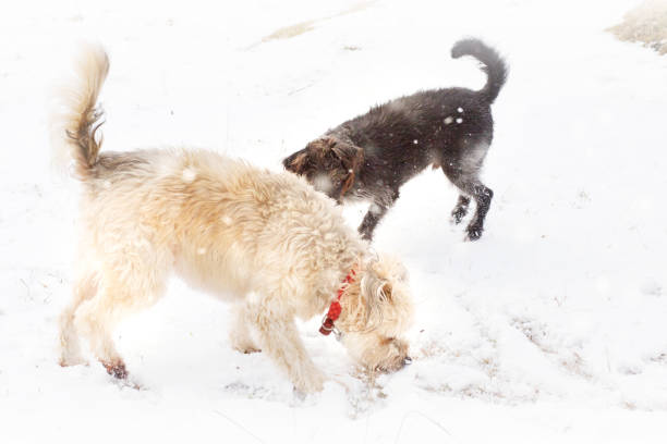 istock Winter dogs playing in the snow 904161932