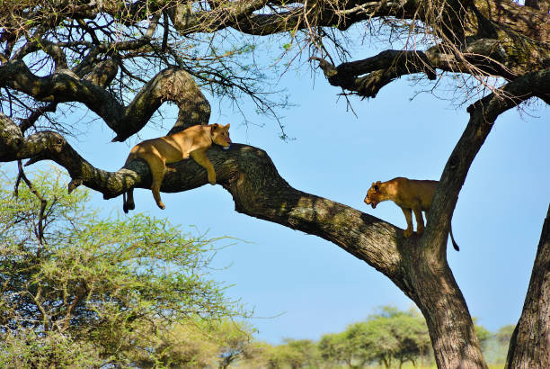 In a scene of raw beauty,an alert lioness perches atop a solitary tree in a Tanzanian national park,surveying her surroundings against the expansive sky