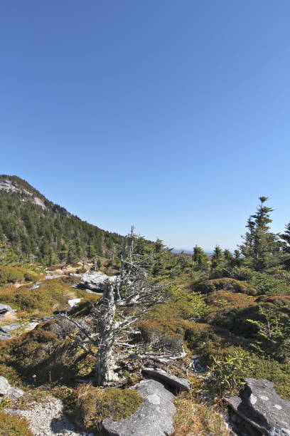 istock Alpine Landscape in the Blue Ridge Mountains 904166470
