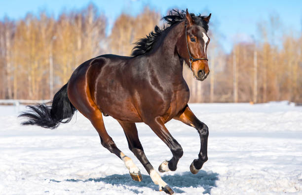 istock Horse gallop on winter snow 904167194
