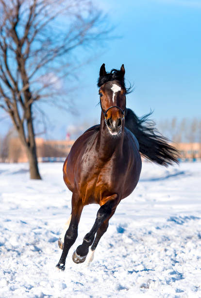 istock Horse galloping on winter snow farm 904169342