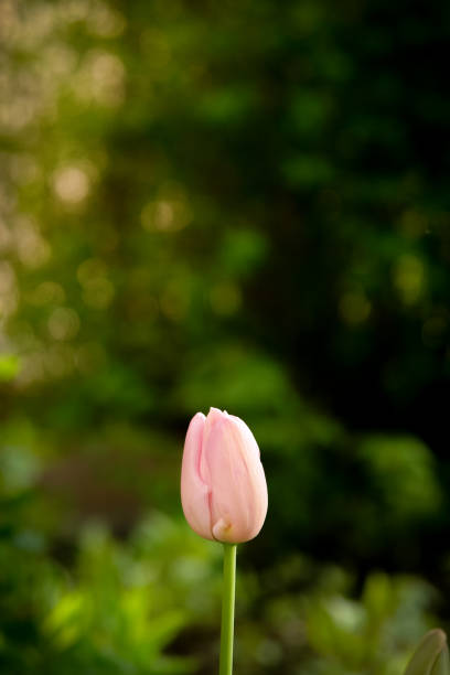 istock Pink tulip flower in a green spring park. 904169610