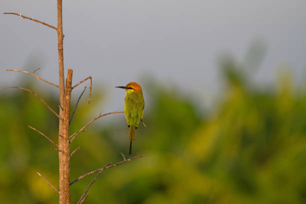 istock Green Bee-eater perching on a branch in nature 904170080