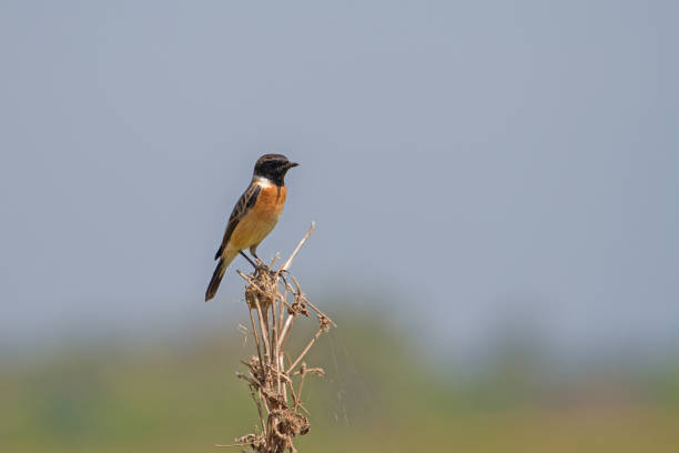 istock beautiful male Eastern Stonechat 904171358