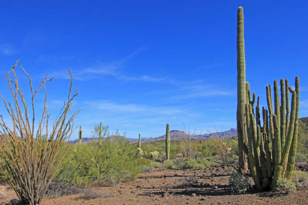 cactos ocotillo saguaro ou tubulação de órgão em órgão da tubulação cacto m.n., arizona, eua - saguaro national monument - fotografias e filmes do acervo