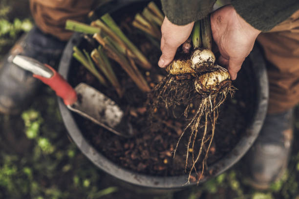 женщина, держащая луковицу растений для посадки в саду - gardening women vegetable formal garden стоковые фото и изображения