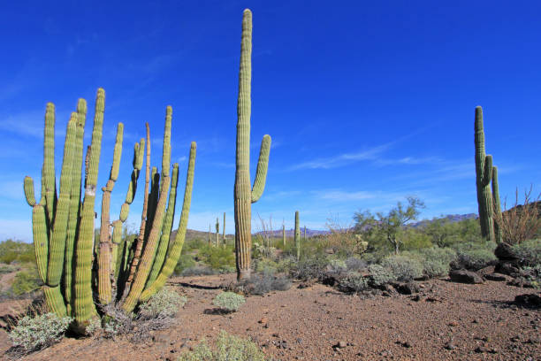 órgão de tubo e saguaro cactos no órgão da tubulação cacto m.n., arizona, eua - saguaro national monument - fotografias e filmes do acervo