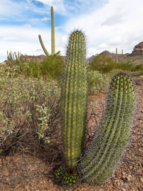 espécie de cacto diferente órgão da tubulação cacto m.n., arizona, eua - saguaro national monument - fotografias e filmes do acervo