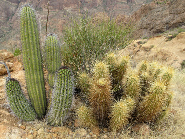 espécie de cacto diferente órgão da tubulação cacto m.n., arizona, eua - saguaro national monument - fotografias e filmes do acervo