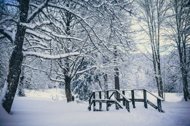 istock Snowy creek in Forest in winter 904182184
