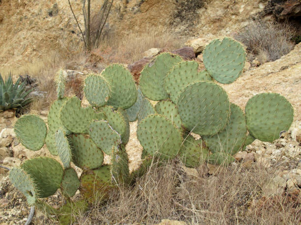 cactus em órgão pipe cactus m.n., arizona, eua - saguaro national monument - fotografias e filmes do acervo