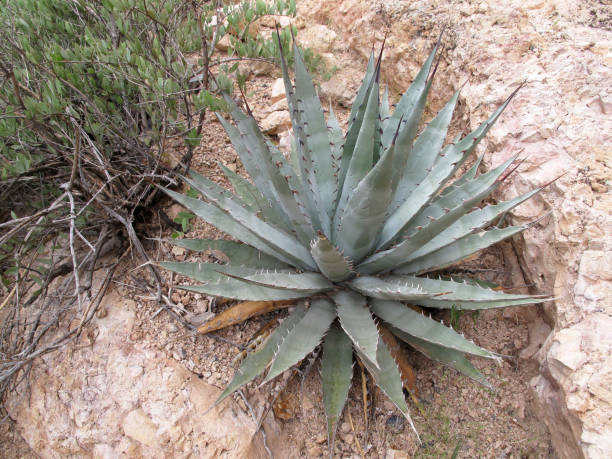 кактус в орган труба кактус национальный памятник, аризона, сша - sonoran desert hedgehog cactus plants nature стоковые фото и изображения