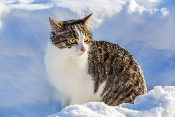 istock Gray tabby cat sitting in the snow 904183190