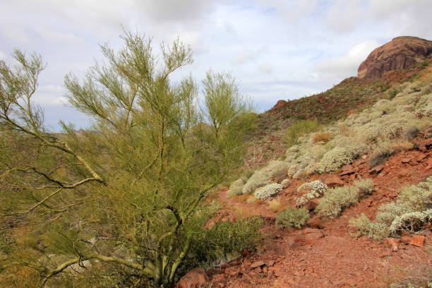 parkinsonia, 오르간 파이프 선인장 국립 기념물, 애리조나, 미국에 팔로 베르데 - echinocereus 뉴스 사진 이미지