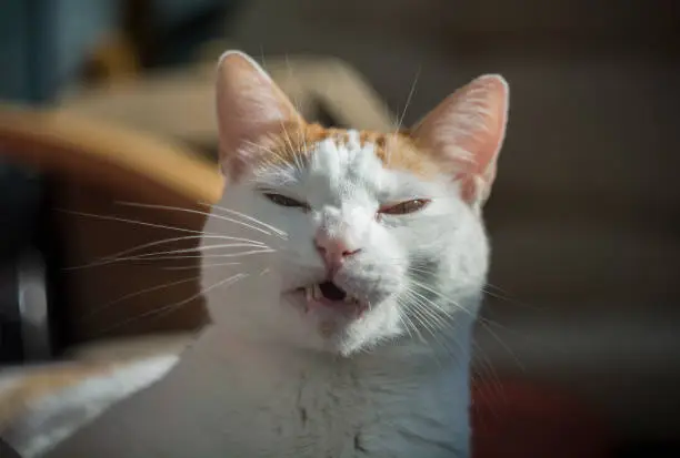 white and yellow cat begin to sneeze because of the sun