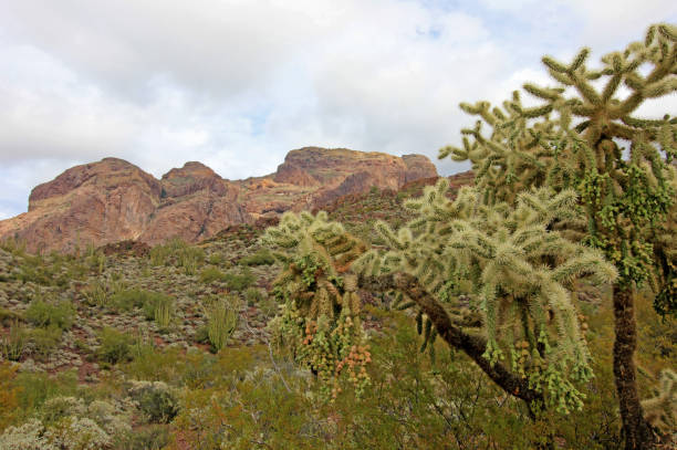 цепь фрукты cholla, сагуаро и другие кактусы в орган труба кактус национальный памятник, аризона, сша - sonoran desert hedgehog cactus plants nature стоковые фото и изображения