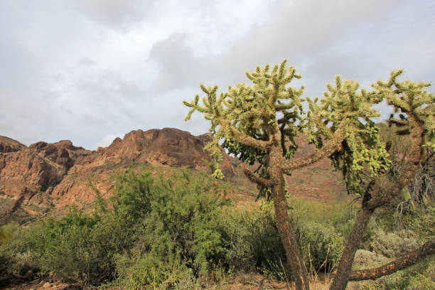 cacto de cadeia fruta cholla no órgão pipe cactus m.n., arizona, eua - saguaro national monument - fotografias e filmes do acervo