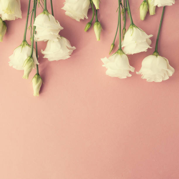 istock From above frame made of white roses placed on soft pink background. 904190598