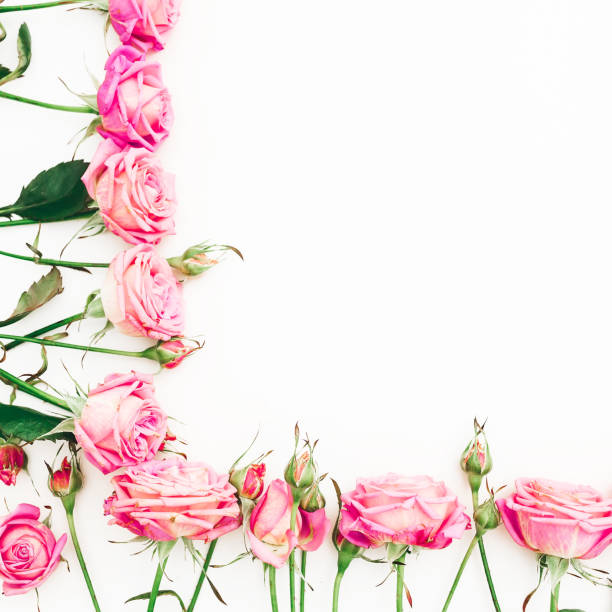 istock Frame made of pink roses and buds with copy space on white background. Flat lay, Top view. 904192308