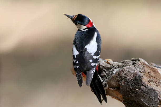 istock An Unusual Look at the Great Spotted Woodpecker 904196008