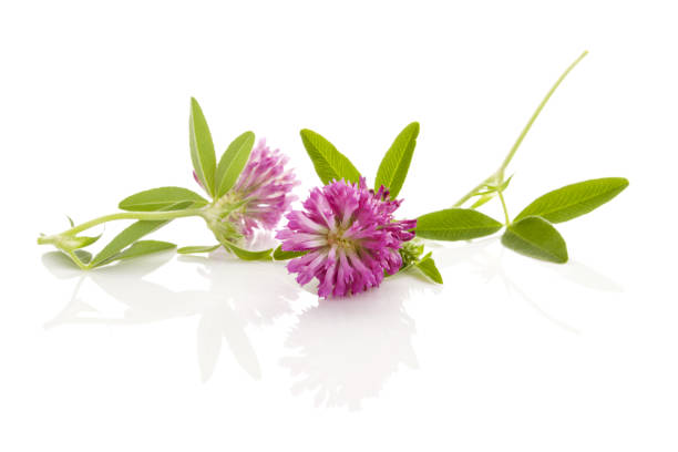 istock Clover or trefoil flowers 904196102