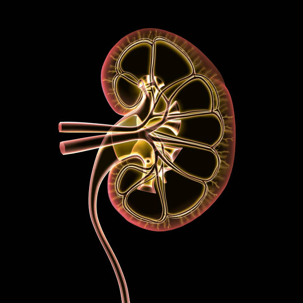 istock Kidney Cross Section View Transparent Color on Black 904202532