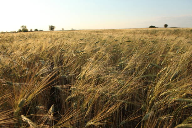 istock Photography of Russian fields 904210456