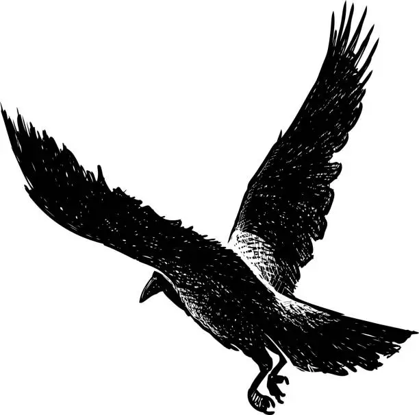Vector illustration of Black crow in flight