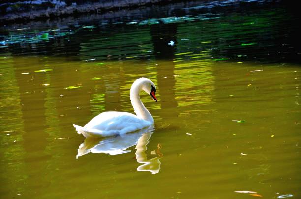 istock Idyllic swan lake: Beautiful majestic white swan floating on lake 904216992