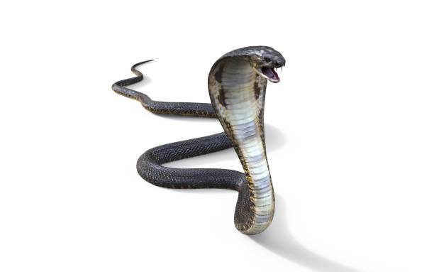 istock King Cobra The World's Longest Venomous Snake 904219492