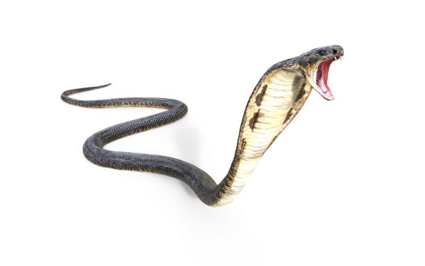 istock King Cobra The World's Longest Venomous Snake 904219500