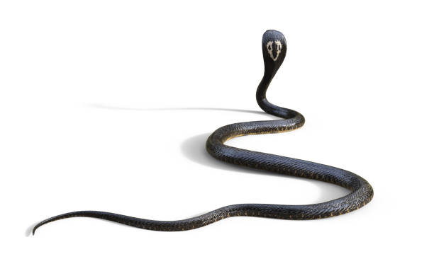 istock King Cobra The World's Longest Venomous Snake 904219508