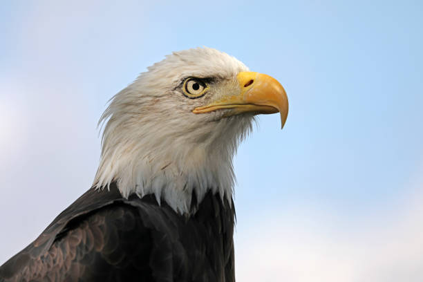 istock Close up view of American Bald Eagle 904223922