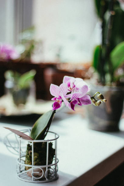 istock Phalaenopsis mini - beautuful white and purple orchid. 904225268