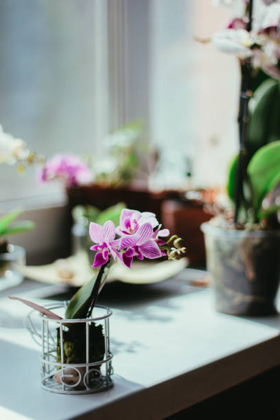 istock Phalaenopsis mini - beautuful white and purple orchid. 904225602