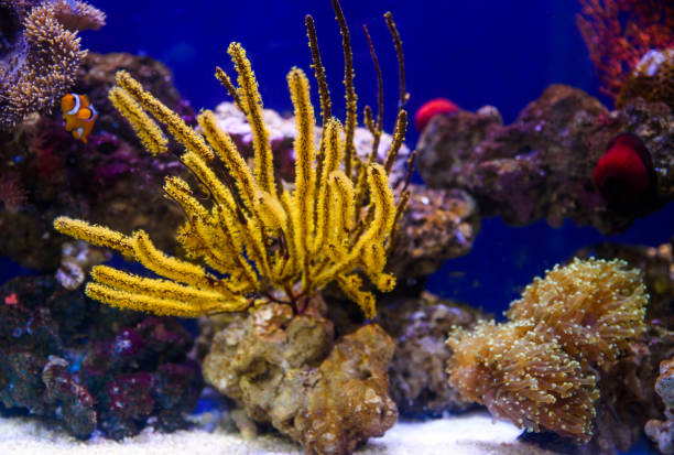 Coral reef aquarium tank Coral reef aquarium tank coral gorgonian coral hydra reef stock pictures, royalty-free photos & images
