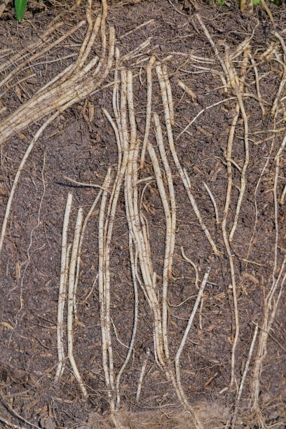 Root Hair Cell Stock Photos, Pictures & Royalty-Free Images - iStock Root Hair Cell Stock Photos, Pictures & Royalty-Free Images - iStock