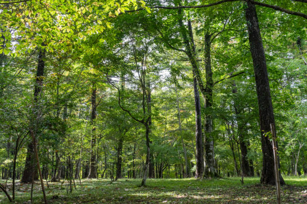 istock Bungaku no Mori Park Miscellaneous Forest 904230688