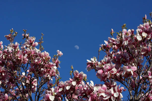 istock Beautiful spring nature background with blossoming magnolia trees. 904230842