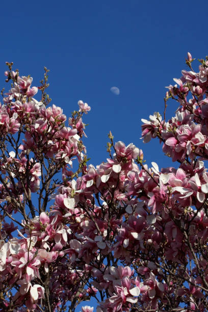istock Beautiful spring nature background with blossoming magnolia trees. 904230846