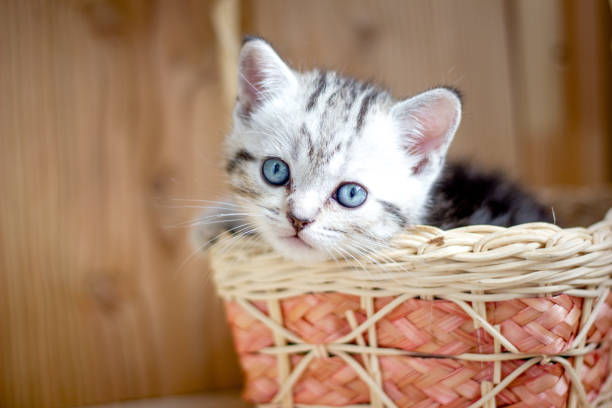 istock Adorable little kitten sitting in a wicker basket. 904231650