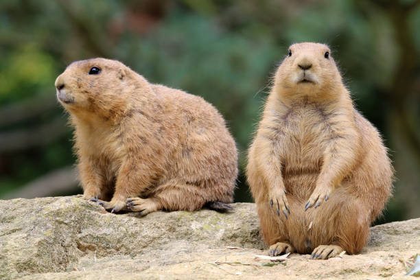 istock Prairie dog close-up 904235572