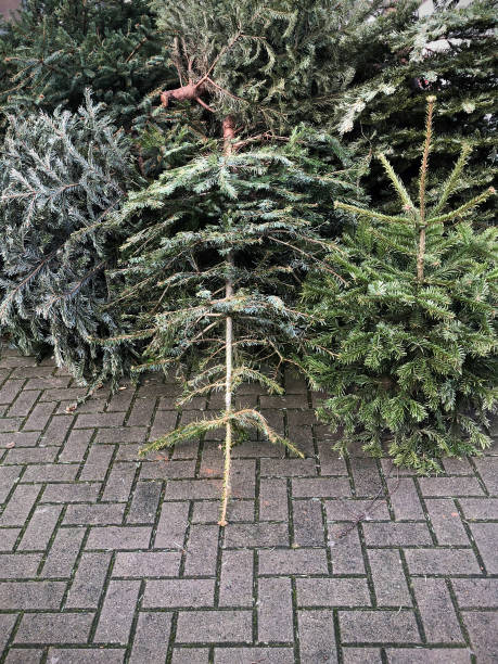 istock discarded christmas trees piled on pavement for garbage removal 904236452