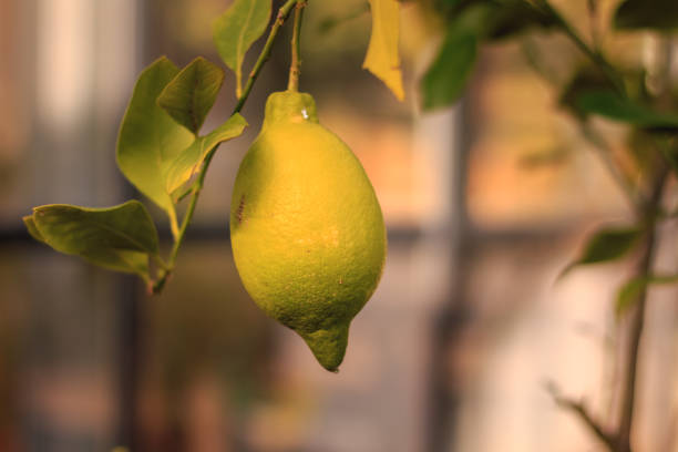 istock ripe lime on his tree in a bio garden 904237476